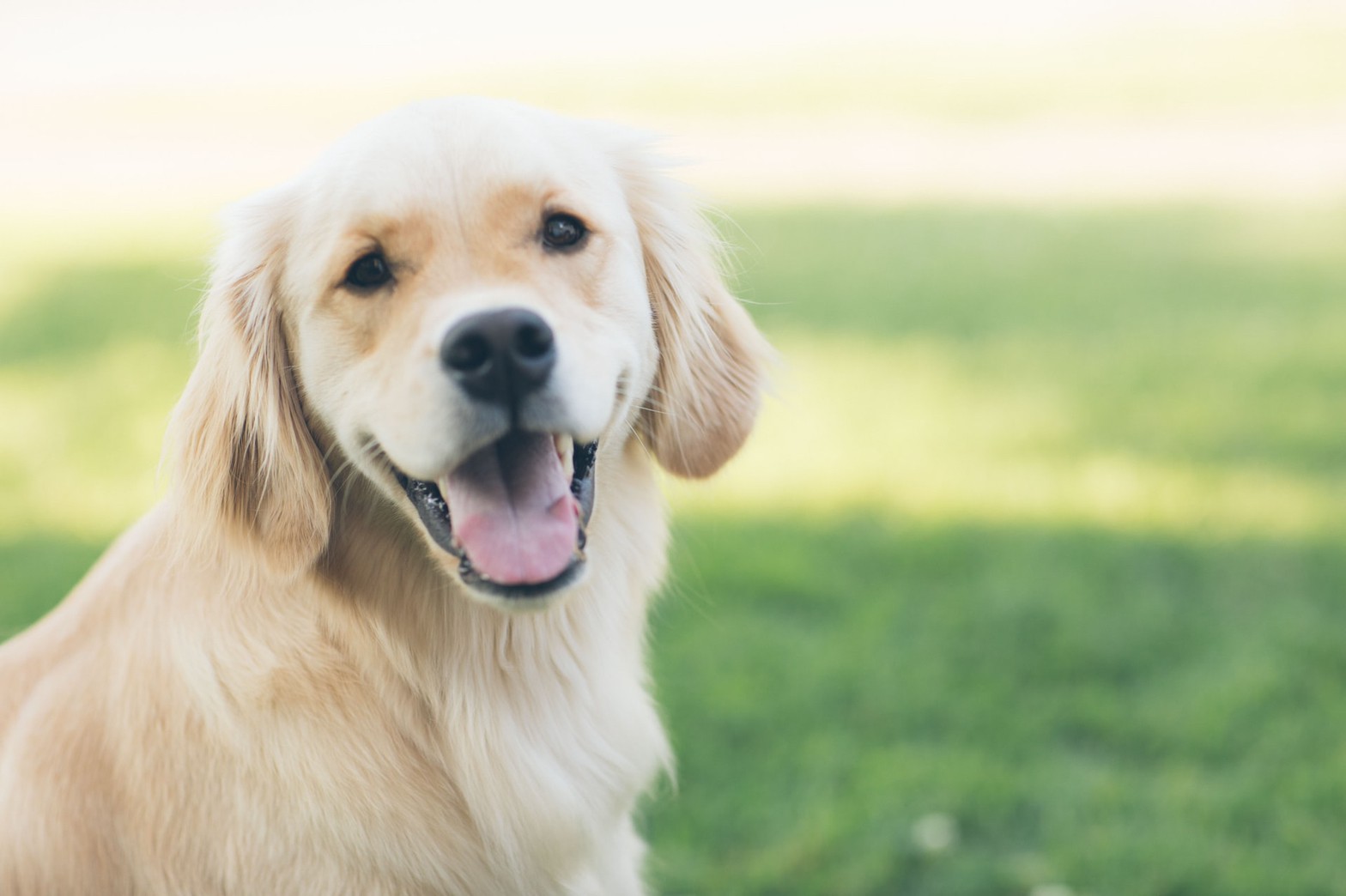 東京dogsのしつけ 東京dogs 褒める犬のしつけトレーニング
