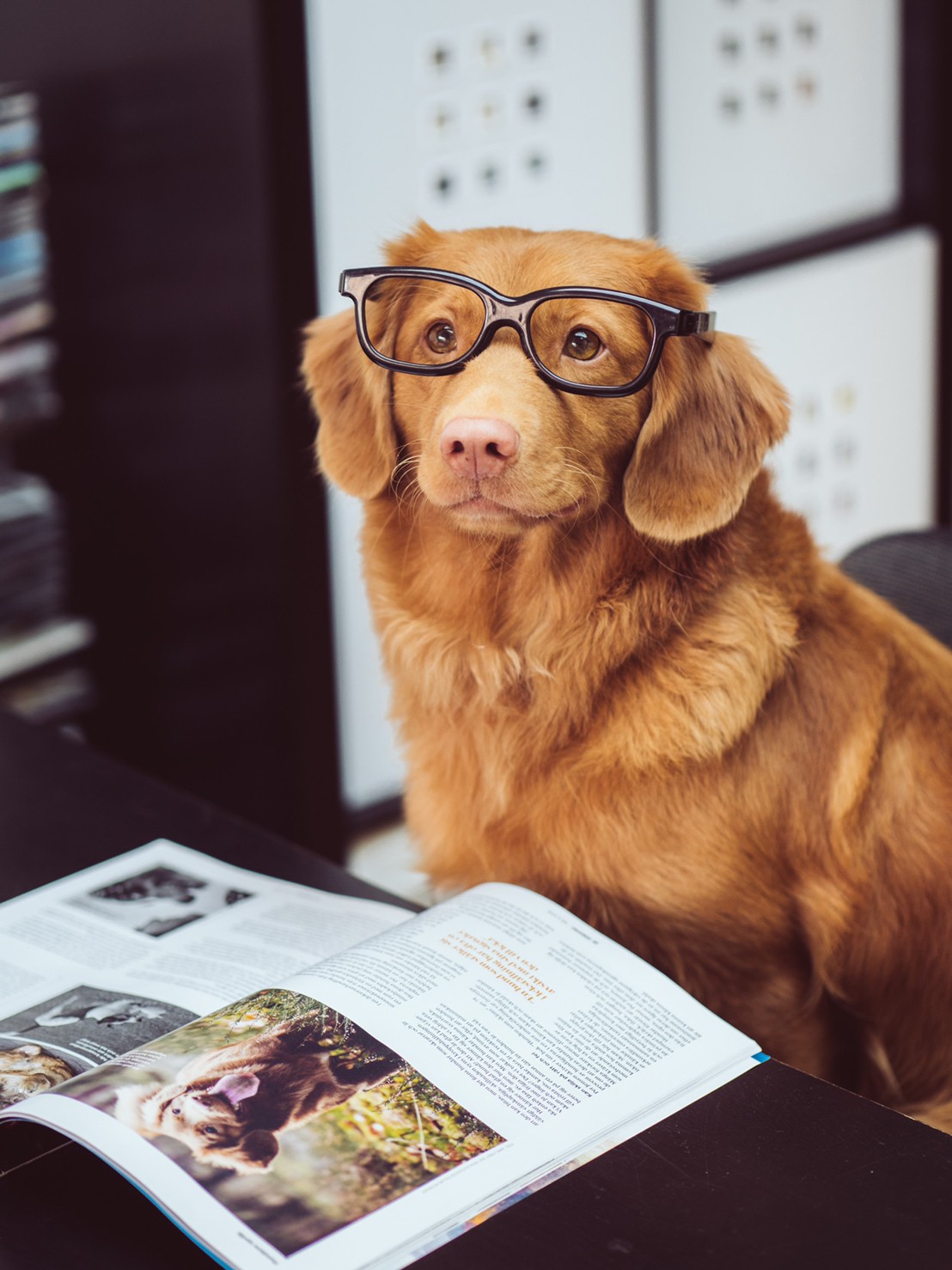 犬のしつけは日本語と英語どっちがいいの 現役プロトレーナーが解説 東京dogs