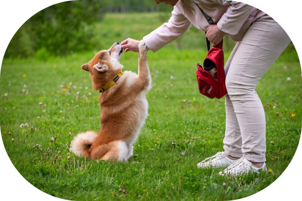 犬のほいくえん ようちえん 東京dogs 褒める犬のしつけトレーニング