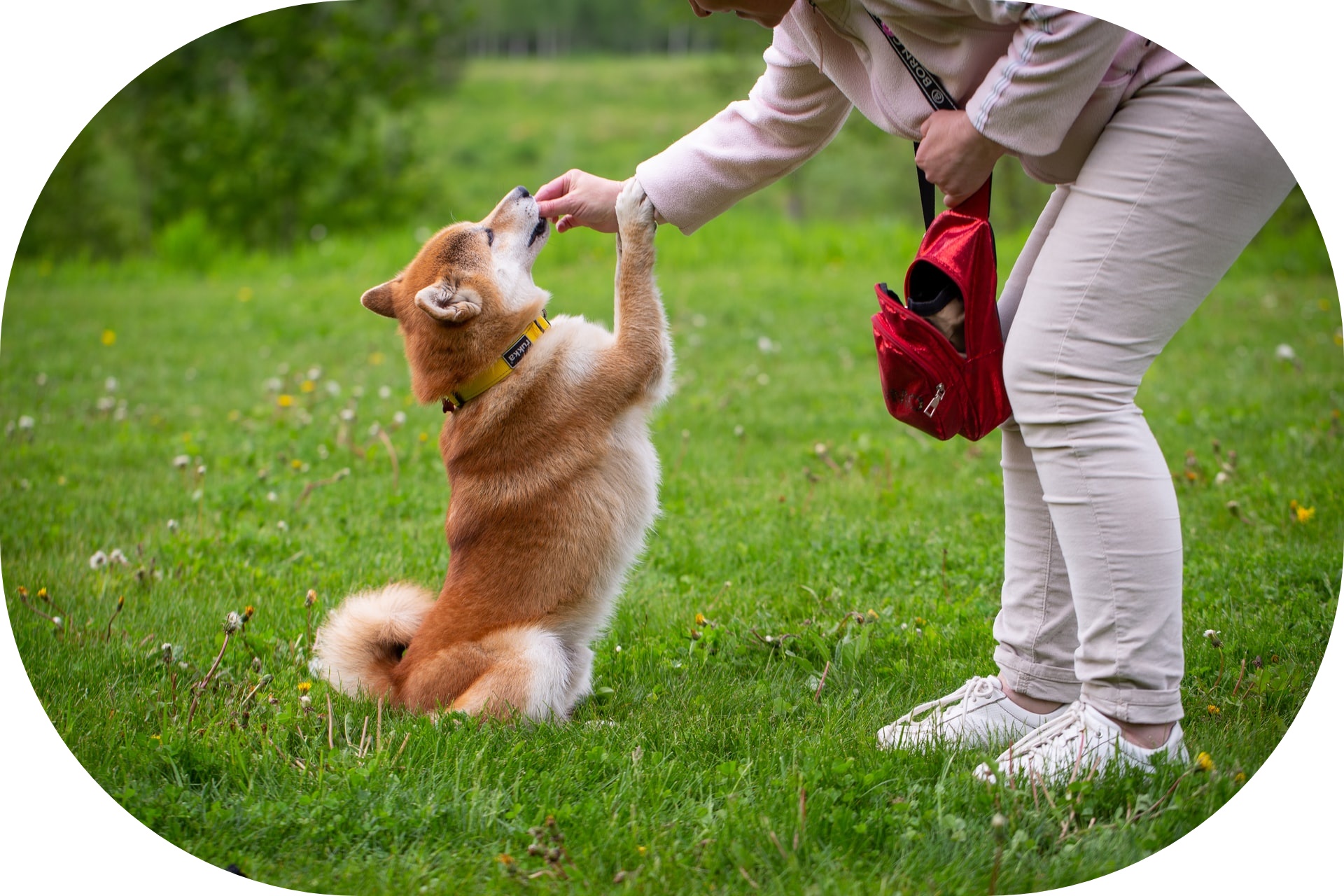 犬のしつけは日本語と英語どっちがいいの 現役プロドッグトレーナーの僕が分かりやすく解説します 東京dogs 褒める犬のしつけトレーニング