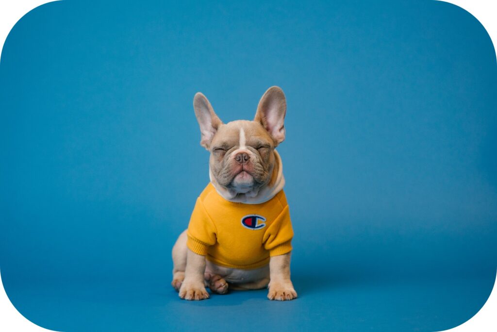 プロドッグトレーナー監修 犬が噛みつく主な理由３選 効果的なしつけ方法は