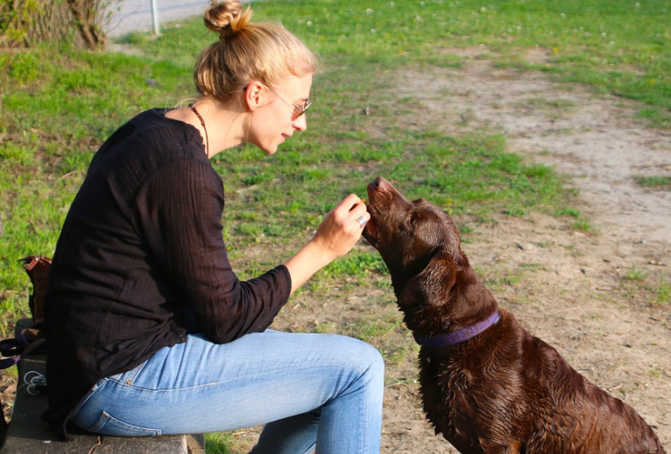 【保存版】犬がおすわりできない時の効果的なしつけ法｜事前の準備と実践のコツ