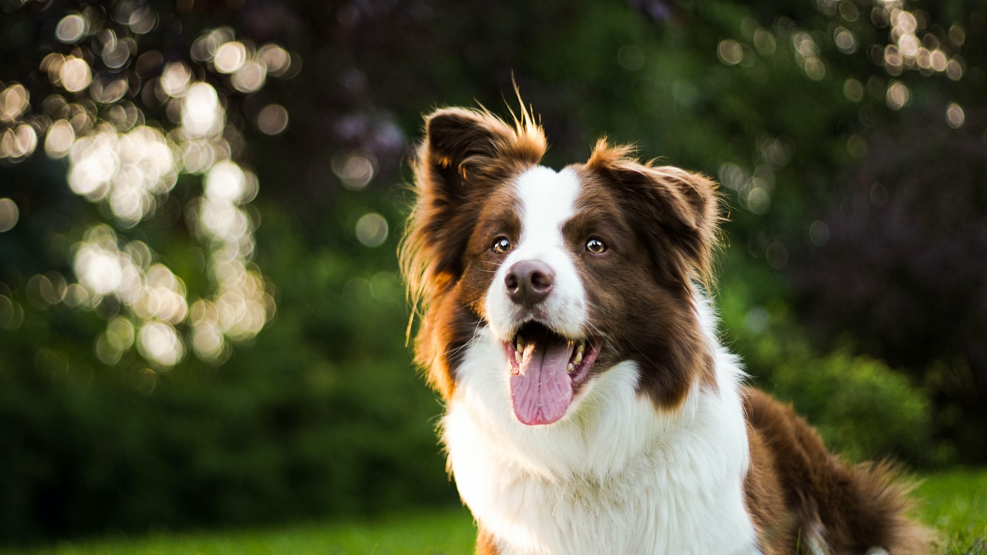 【プロ解説】犬を外でトイレさせるしつけ方法を簡単解説！