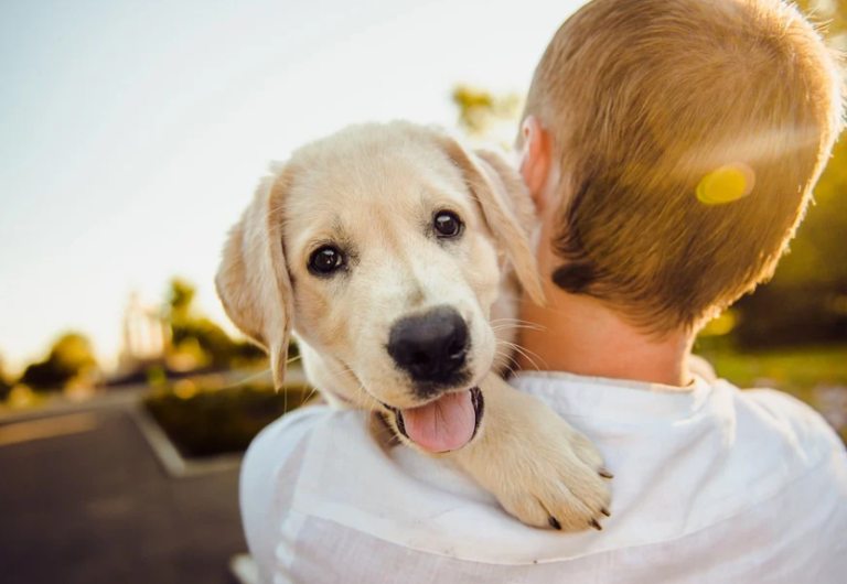【重要】犬のしつけは「叱らない」が肝心!?叱る影響と上手な褒め方を解説