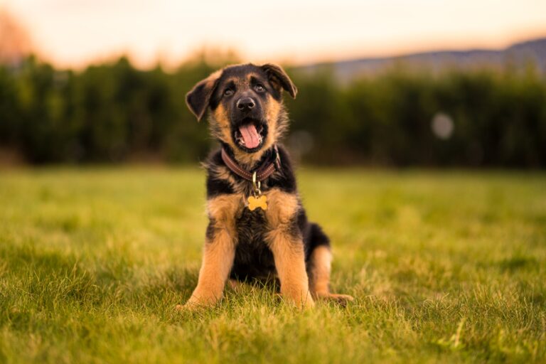 犬が唸る時のしつけトレーニング｜状況に合わせたしつけを解説