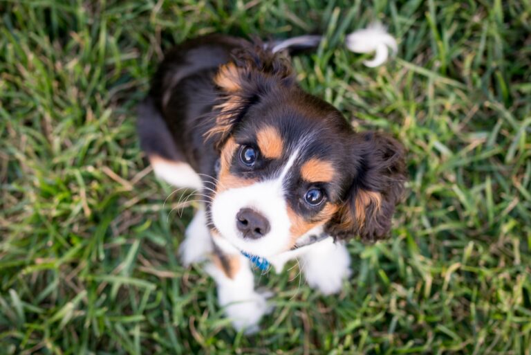 【保存版】小型犬が無駄に吠える以外な原因とは…!?効果的なしつけで愛犬に最適な環境づくりを！