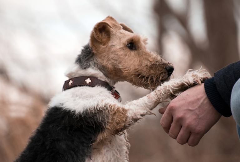犬の「お手」の教え方｜いつから始める？覚えないときのコツをプロが解説