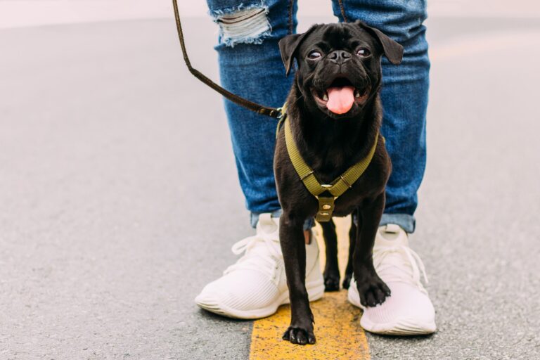 【重要】犬の威嚇に対するしつけ法！知ってほしい原因と対策をプロが解説！