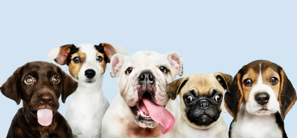 犬の要求吠え これで解決 意外な原因と上手な接し方を解説します 東京dogs 褒める犬のしつけトレーニング