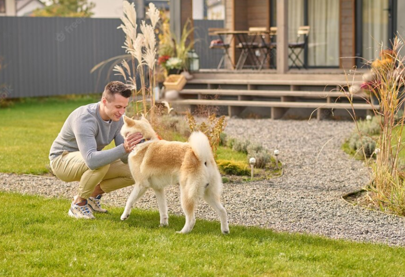 犬の要求吠え これで解決 意外な原因と上手な接し方を解説します 東京dogs 褒める犬のしつけトレーニング