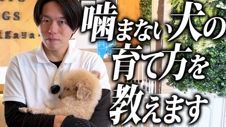 飼い犬に噛まれたら？手当てと再発防止｜警察犬ドッグトレーナーが解説