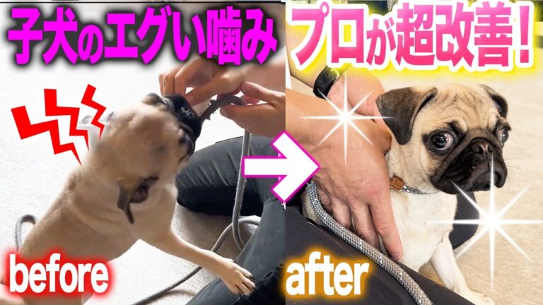 子犬の甘噛みを減らす接し方｜警察犬ドッグトレーナーが解説