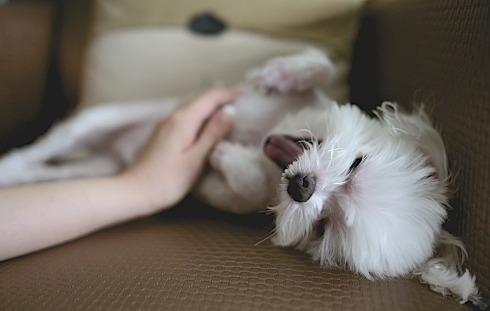 飼い犬に噛まれた時はコレで解決 愛犬の気持ちに寄り添ったしつけと対策 東京dogs 褒める犬のしつけトレーニング