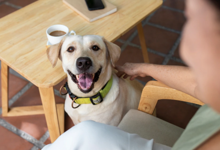 愛犬が来客時に吠える…よくある原因と効果的なしつけトレーニングまとめ！