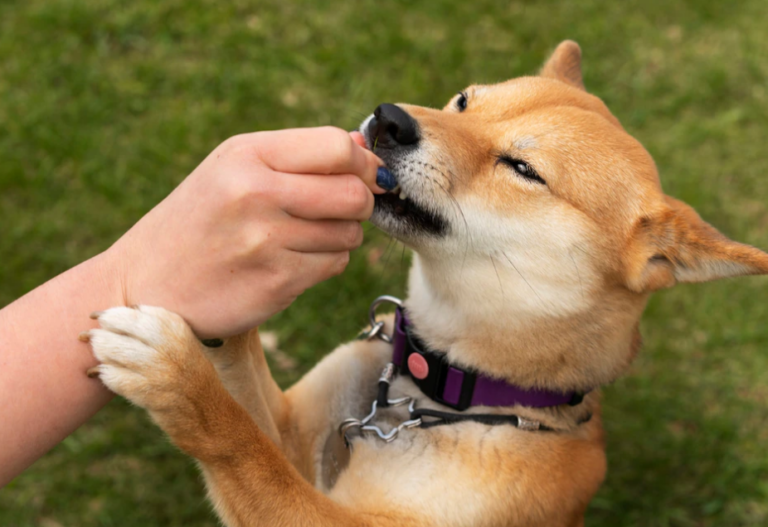 飼い犬に噛まれる原因と対処法｜噛まれた直後のしつけをプロが解説