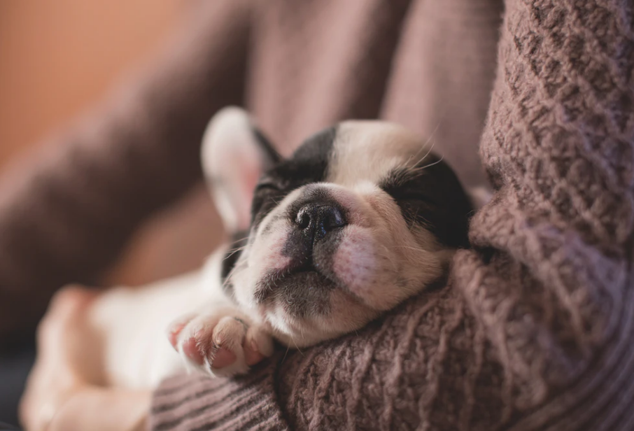 知らなとヤバイ 犬が寝る時のクレート活用術 必要性と教え方のポイントを解説 東京dogs 褒める犬のしつけトレーニング