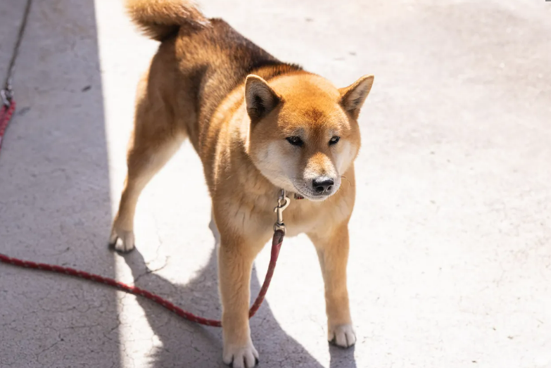 これだけは知って 犬に体罰について 愛犬への影響と仲直りのコツを伝授 東京dogs 褒める犬のしつけトレーニング