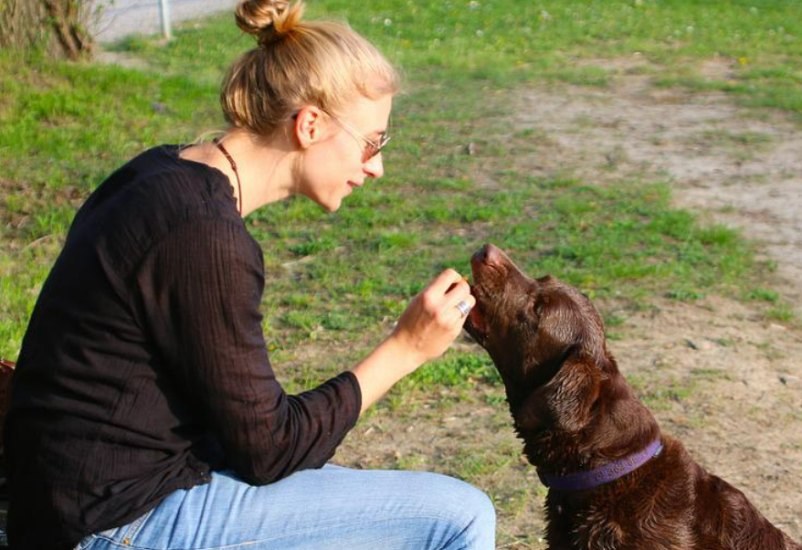 これだけは知って 犬に体罰について 愛犬への影響と仲直りのコツを伝授 東京dogs 褒める犬のしつけトレーニング