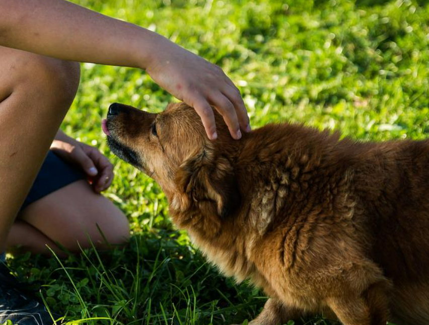 これだけは知って 犬に体罰について 愛犬への影響と仲直りのコツを伝授 東京dogs 褒める犬のしつけトレーニング