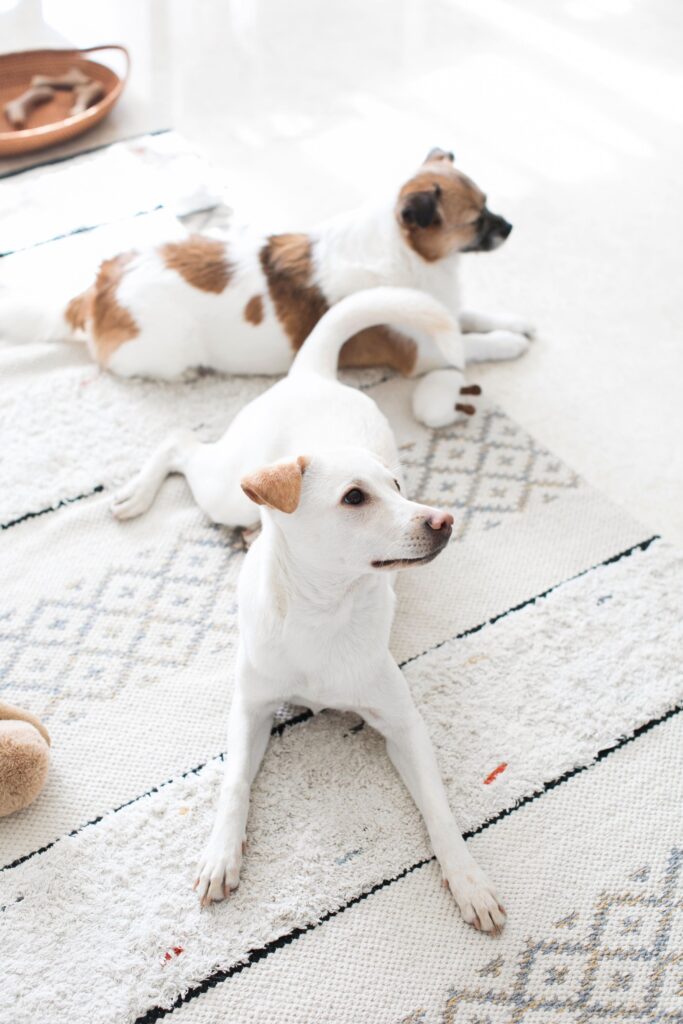 カーペットの上で横になる2頭の犬