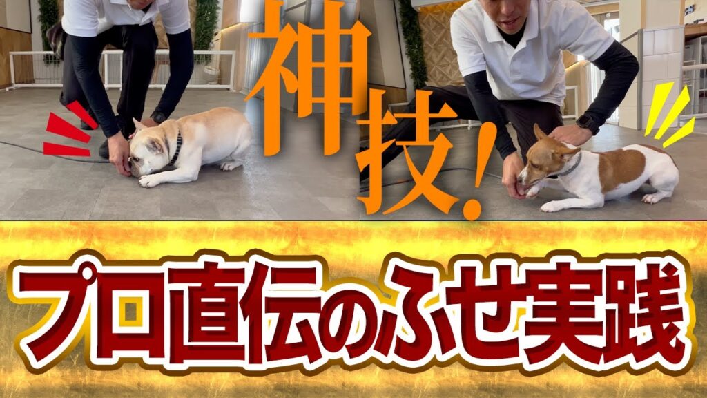犬のフセを教える東京DOGS公式動画のサムネイル