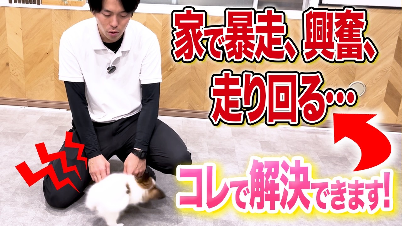 家で犬が走り回る時の対応を紹介する東京DOGS公式動画のサムネイル