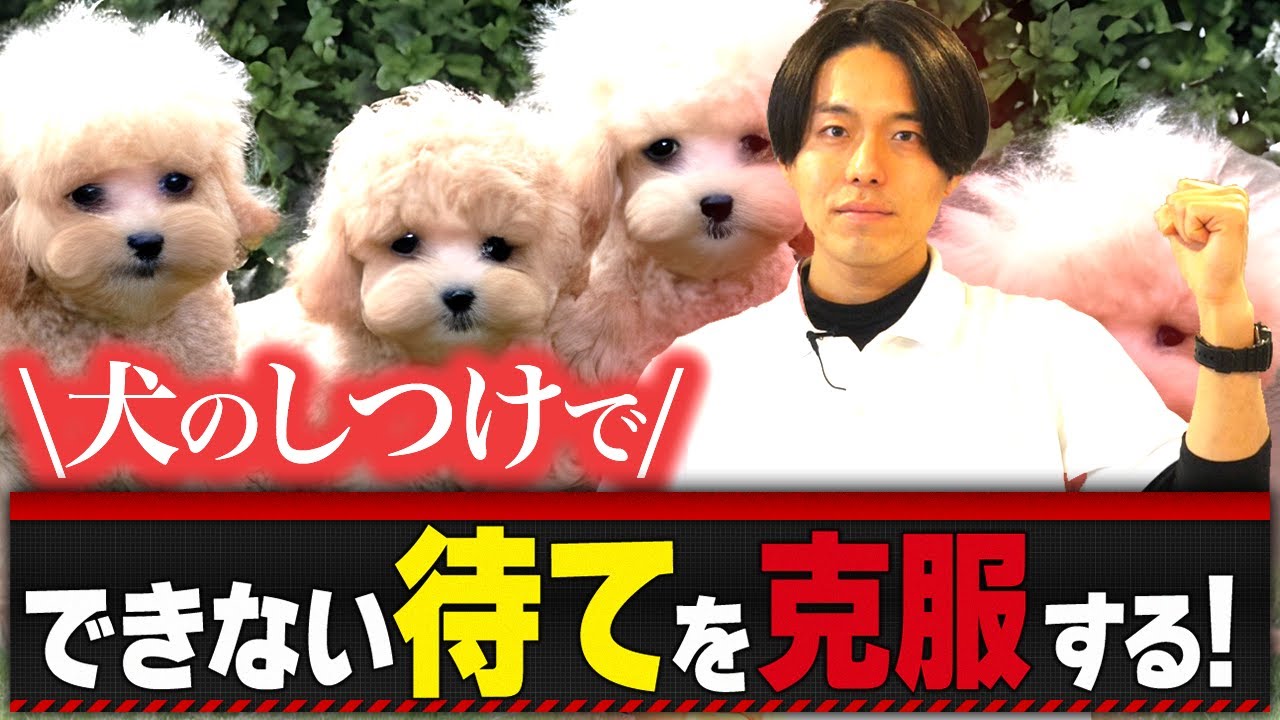 マテの教え方を紹介する東京DOGS公式動画のサムネイル