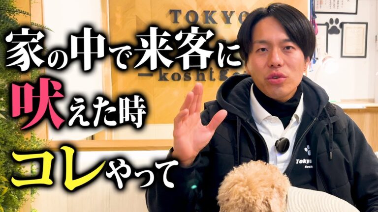 犬が来客に吠える時の対策｜警察犬ドッグトレーナーが解説