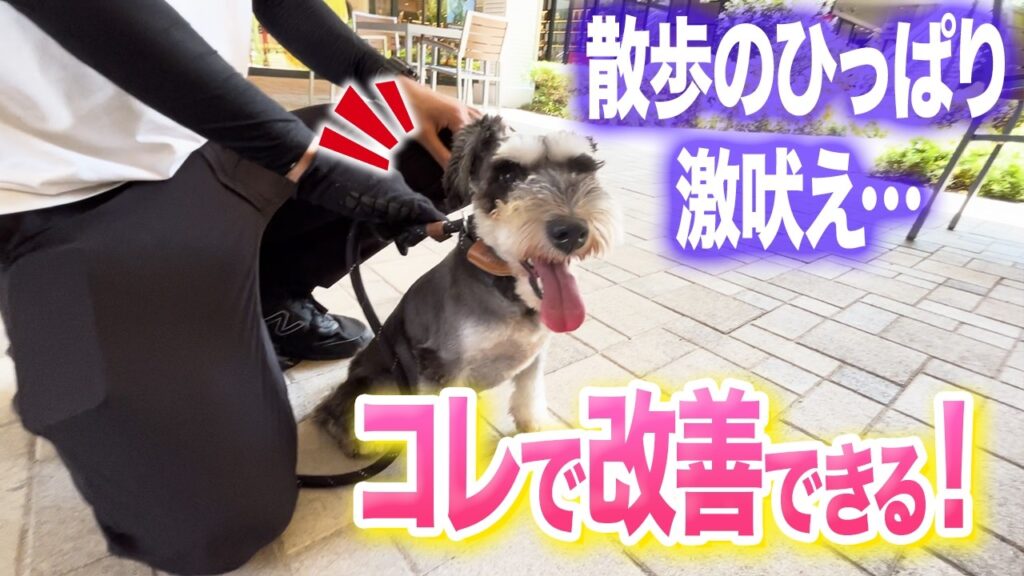 散歩中の吠えと興奮への対応｜東京DOGS公式動画のサムネイル