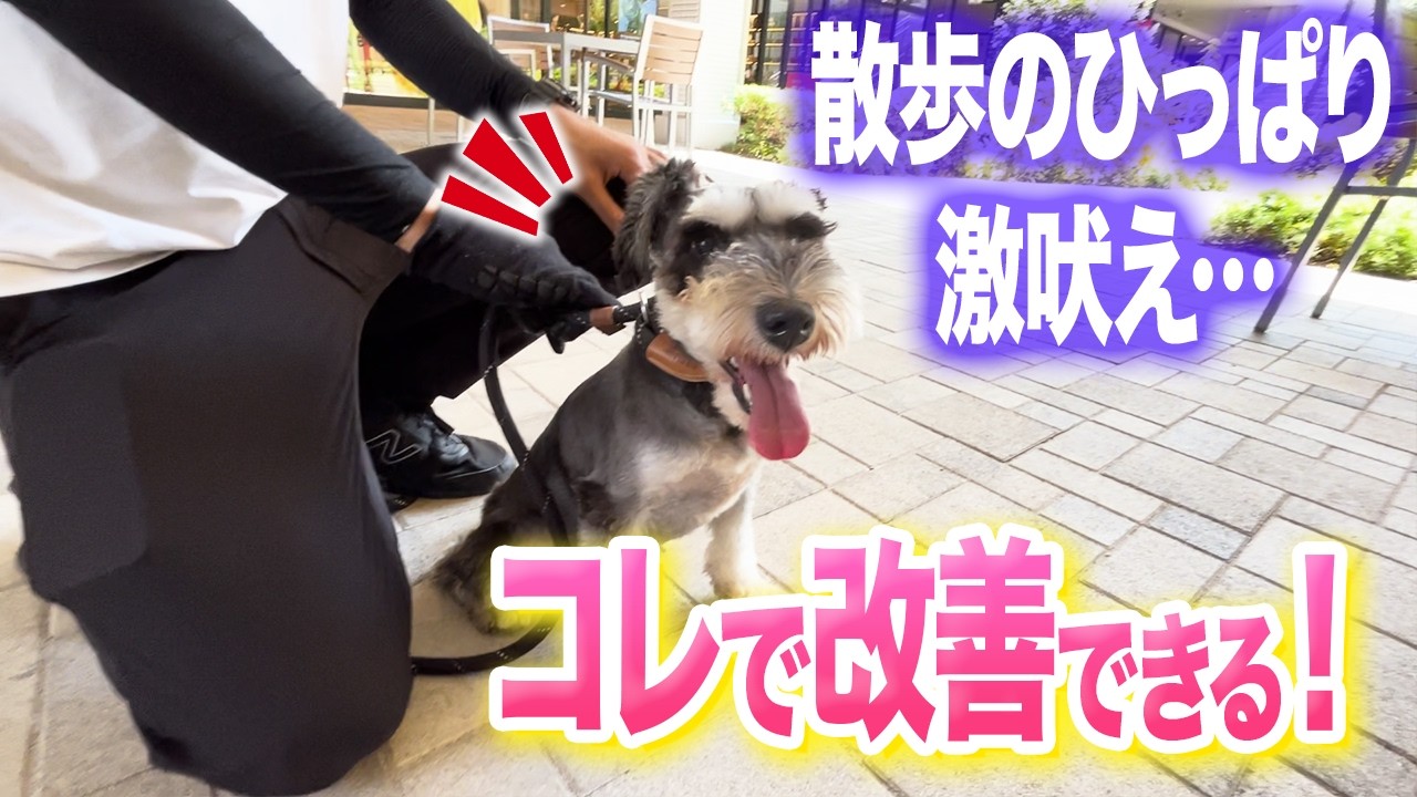 散歩中の吠えと興奮への対応｜東京DOGS公式動画のサムネイル