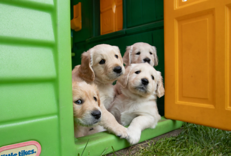 犬が物音に吠えるのはコレが原因！犬の気持ちと最適なしつけ策を解説します！