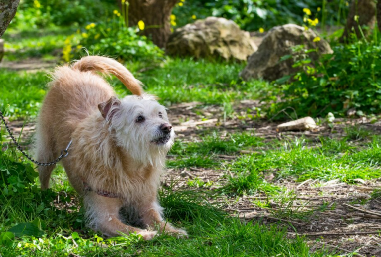 犬が唸るのは以外なアレが原因！？唸る時のしつけと有効な対処法！ | 犬のしつけ教室なら【東京DOGS】褒める犬のしつけトレーニング