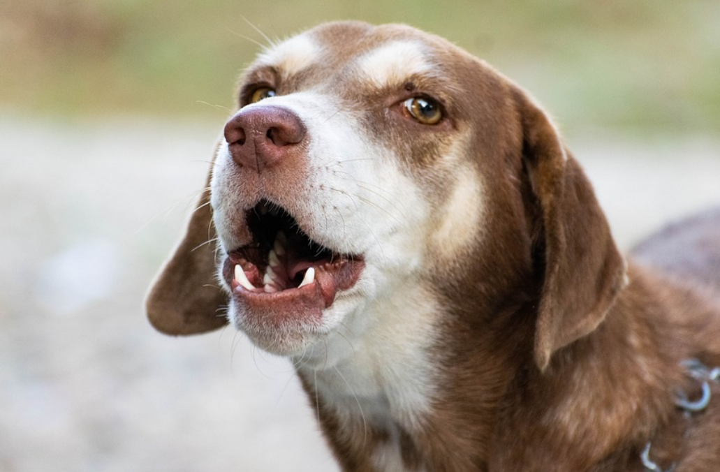 保存版 愛犬が唸る 噛む時のしつけはココがポイント 状況別の効果的なしつけ方法を伝授 東京dogs 褒める犬のしつけトレーニング