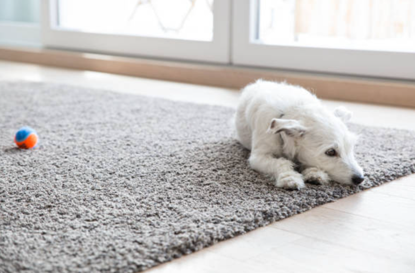 犬がカーペットを噛むのには以外な理由が 3つの原因と直すためのしつけをご紹介 東京dogs 褒める犬のしつけトレーニング