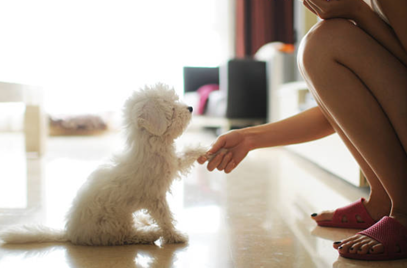 犬がカーペットを噛むのには以外な理由が 3つの原因と直すためのしつけをご紹介 東京dogs 褒める犬のしつけトレーニング