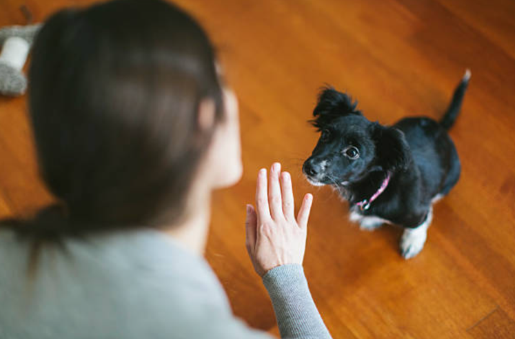 犬がカーペットを噛むのには以外な理由が 3つの原因と直すためのしつけをご紹介 東京dogs 褒める犬のしつけトレーニング
