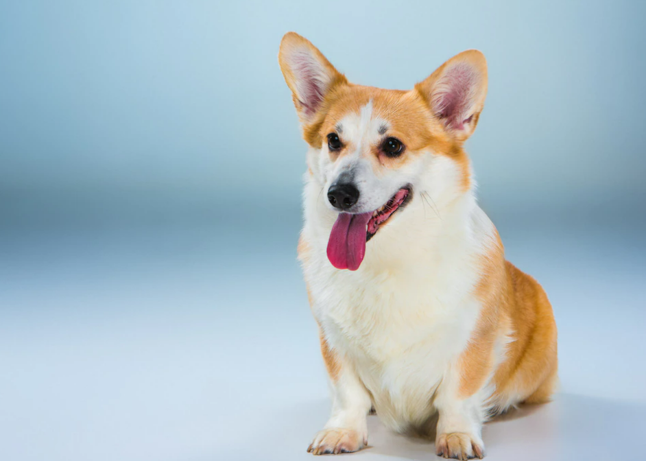 超実践 犬のおすわりのしつけはいつから 最適なタイミングと方法まとめ 東京dogs 褒める犬のしつけトレーニング