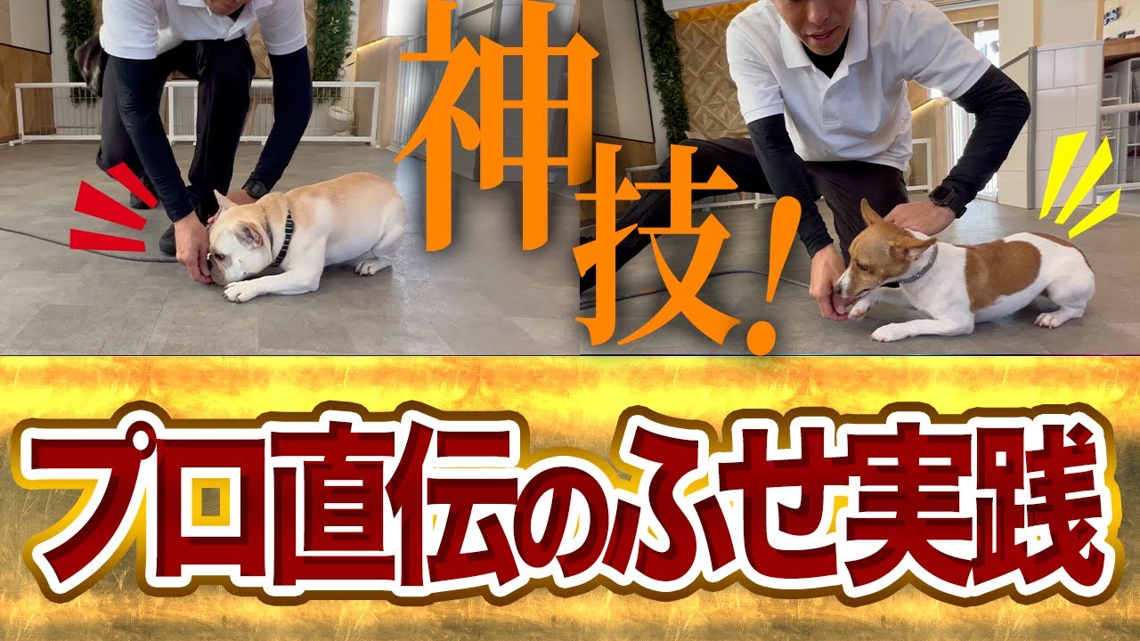 犬にふせを教える東京DOGS公式動画のサムネイル