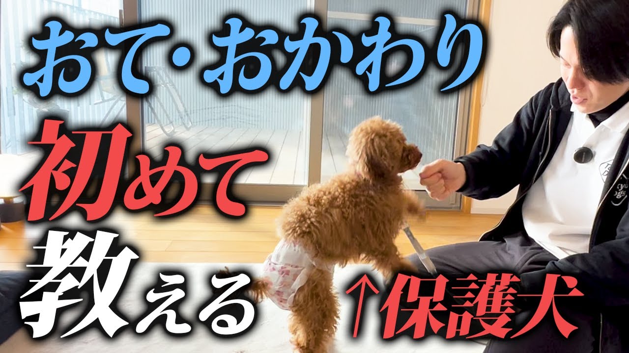 犬にお手を教える東京DOGS公式動画のサムネイル