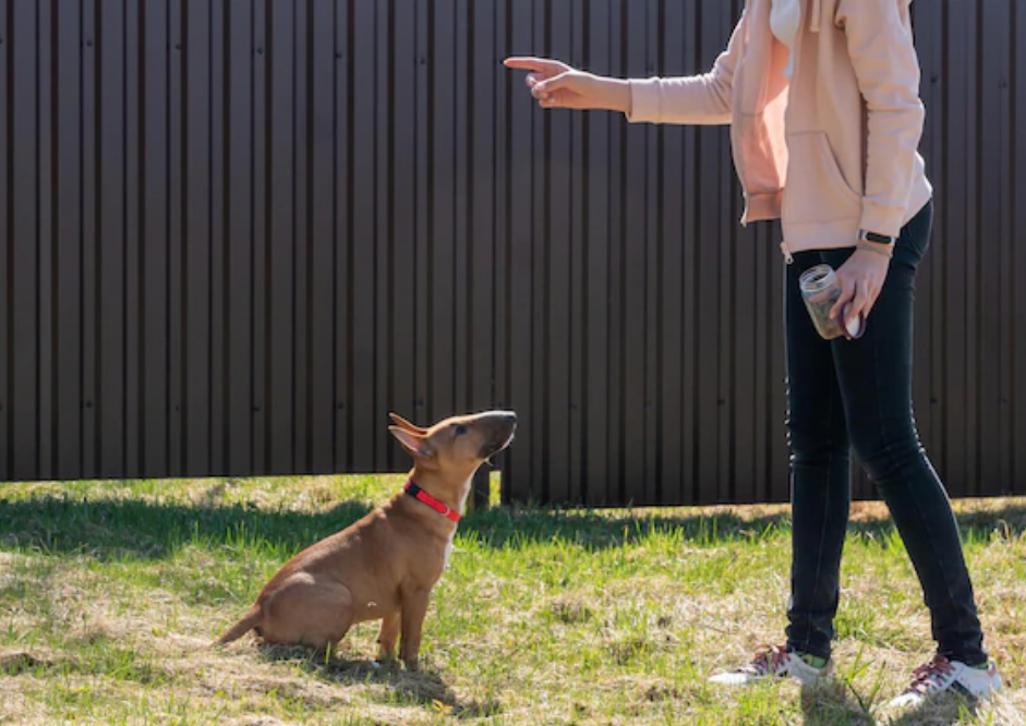 プロ解説】犬の育て方はココが大切！正しい基本を知って愛犬の成長を 