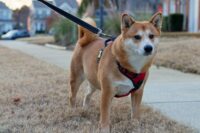ハーネスとリードを着けた柴犬