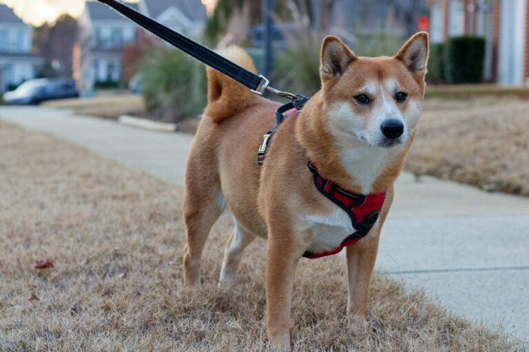よその犬に敷地へおしっこさせないために｜警察犬ドッグトレーナーが対策を解説