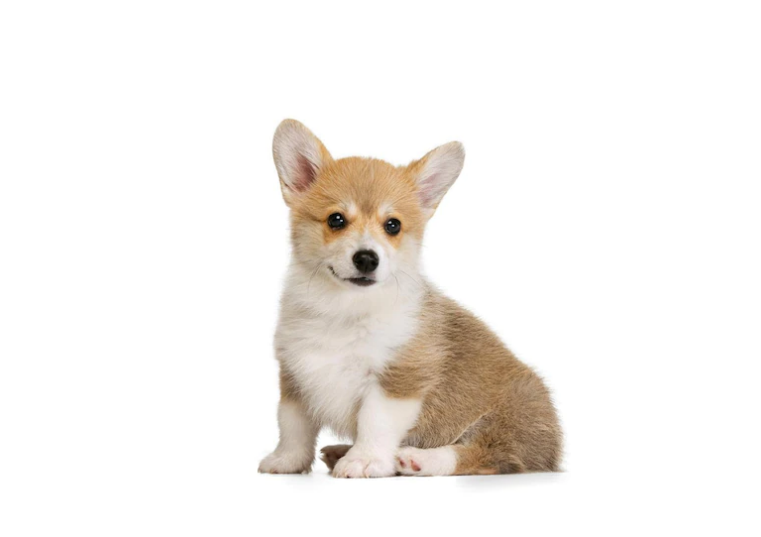 コーギーパピー（お座り） コーギー お座りの写真素材 - PIXTA