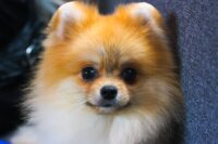 ポメラニアンの顔のアップ（イメージ写真）