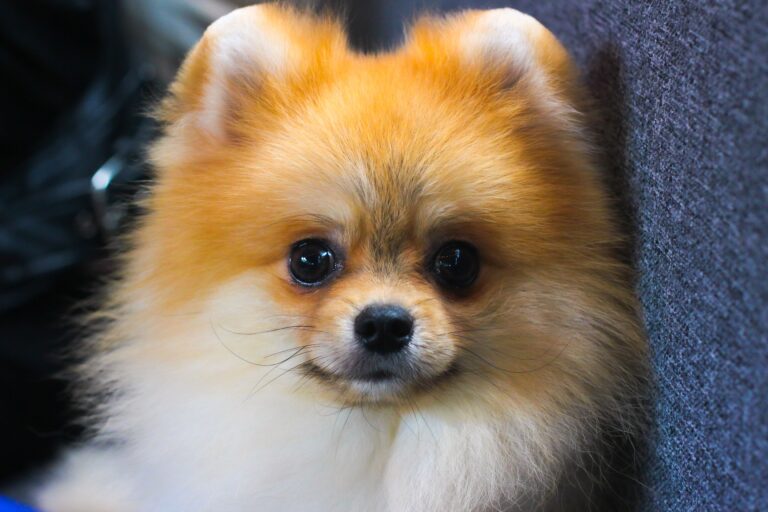犬が他の犬を噛んだ・噛まれたら？警察犬ドッグトレーナーが事故後の対応を解説