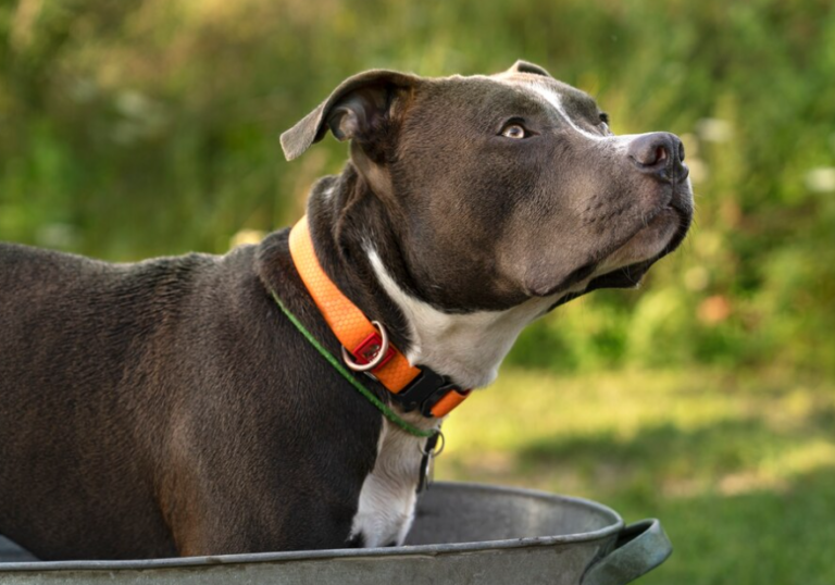 【保存版】犬のしつけ首輪｜種類別の特徴とメリットをプロが解説！