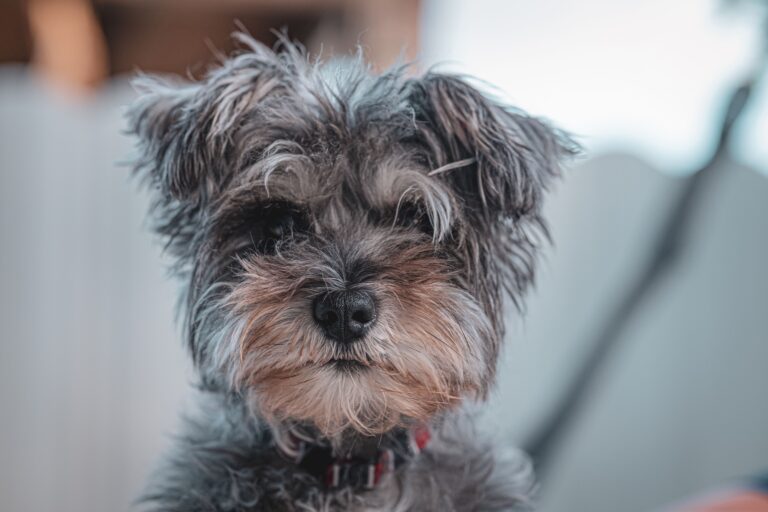 犬の健康観察と記録の付け方｜警察犬ドッグトレーナーが受診前の準備を解説