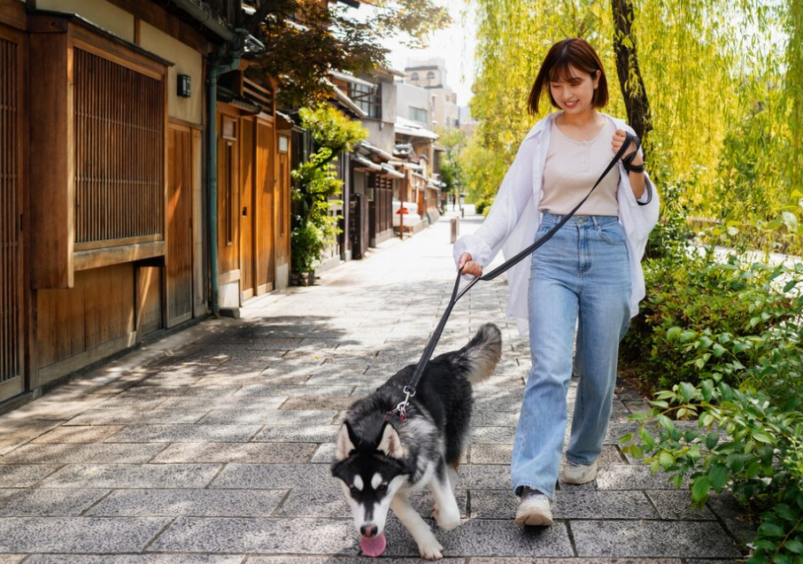 【保存版】犬のしつけは首輪選びが重要！種類別の特徴やしつけ方法をプロが解説