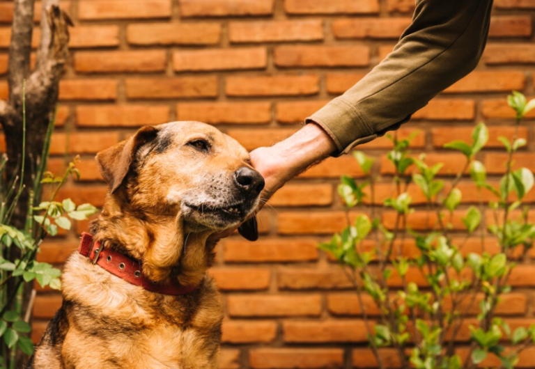 ペットの飼育放棄:業界歴15年の警察犬訓練士が伝える、現場から見る”業界の闇”と解決策。