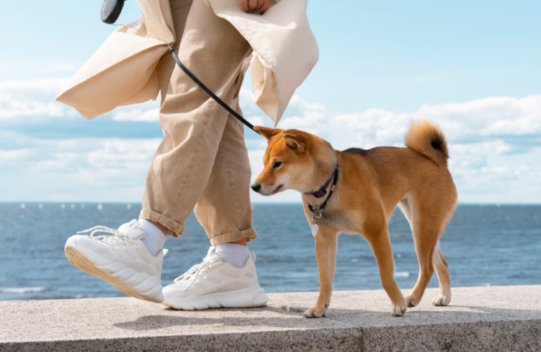 【犬しつけ】リードの正しい持ち方、使い方【ドッグトレーナー解説】